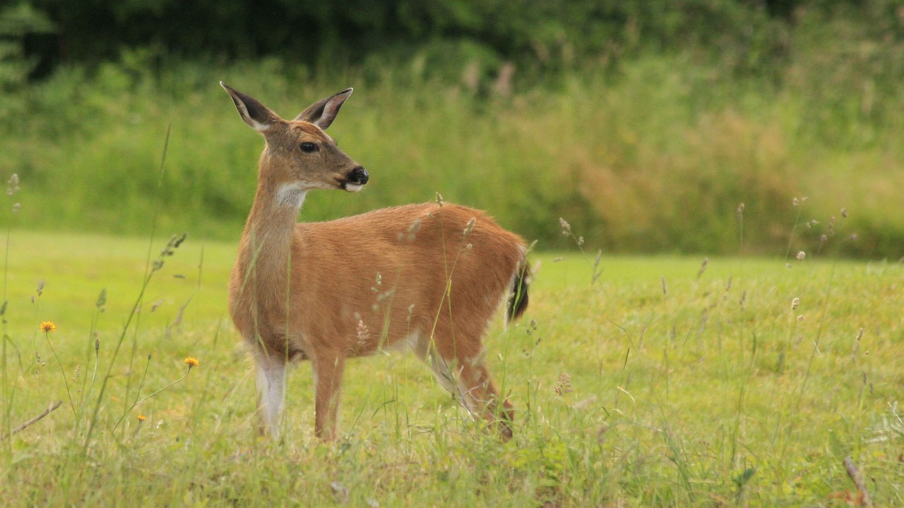 Karwei Apeldoorn Laan van de Dierenriem