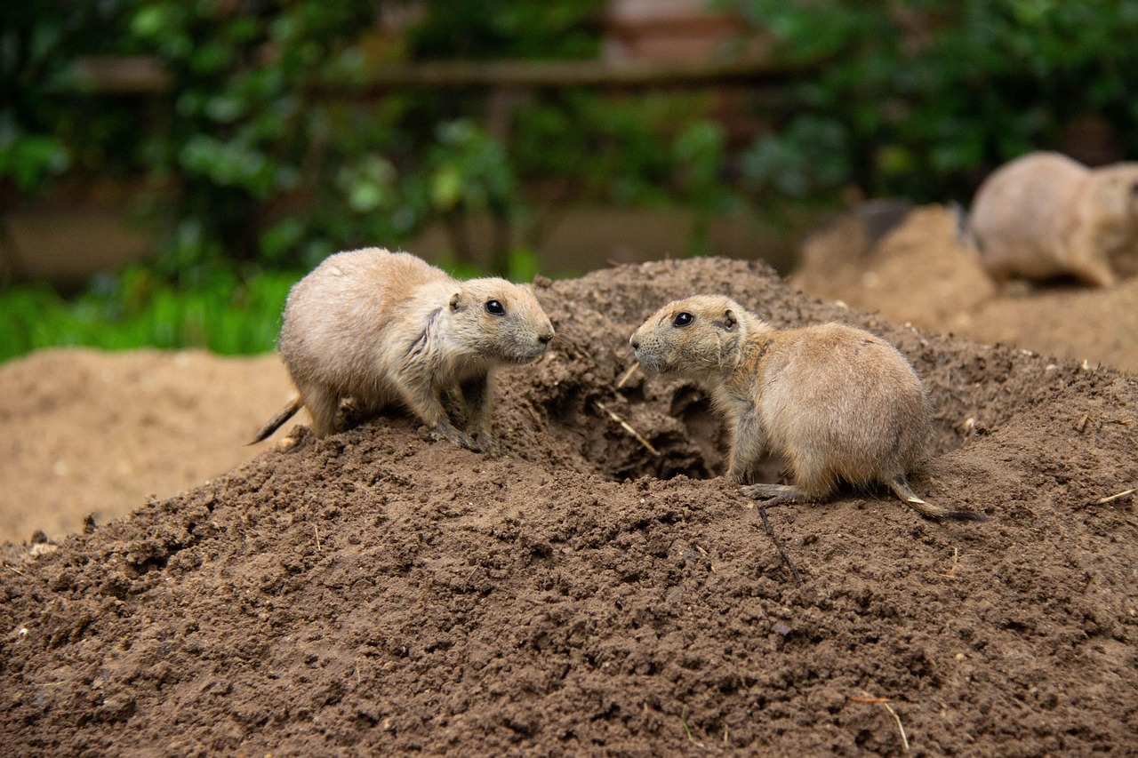 Karwei Amersfoort Isselt