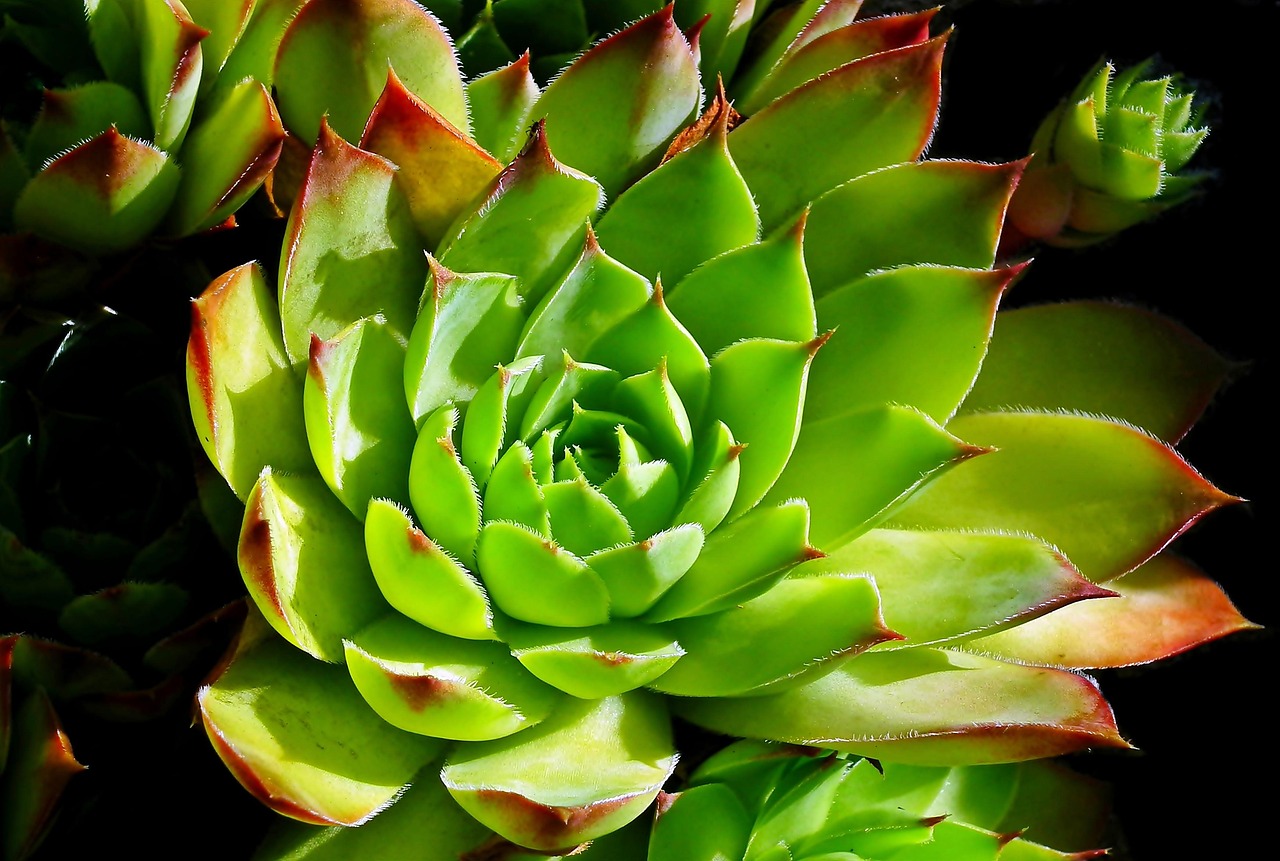 Intratuin Numansdorp