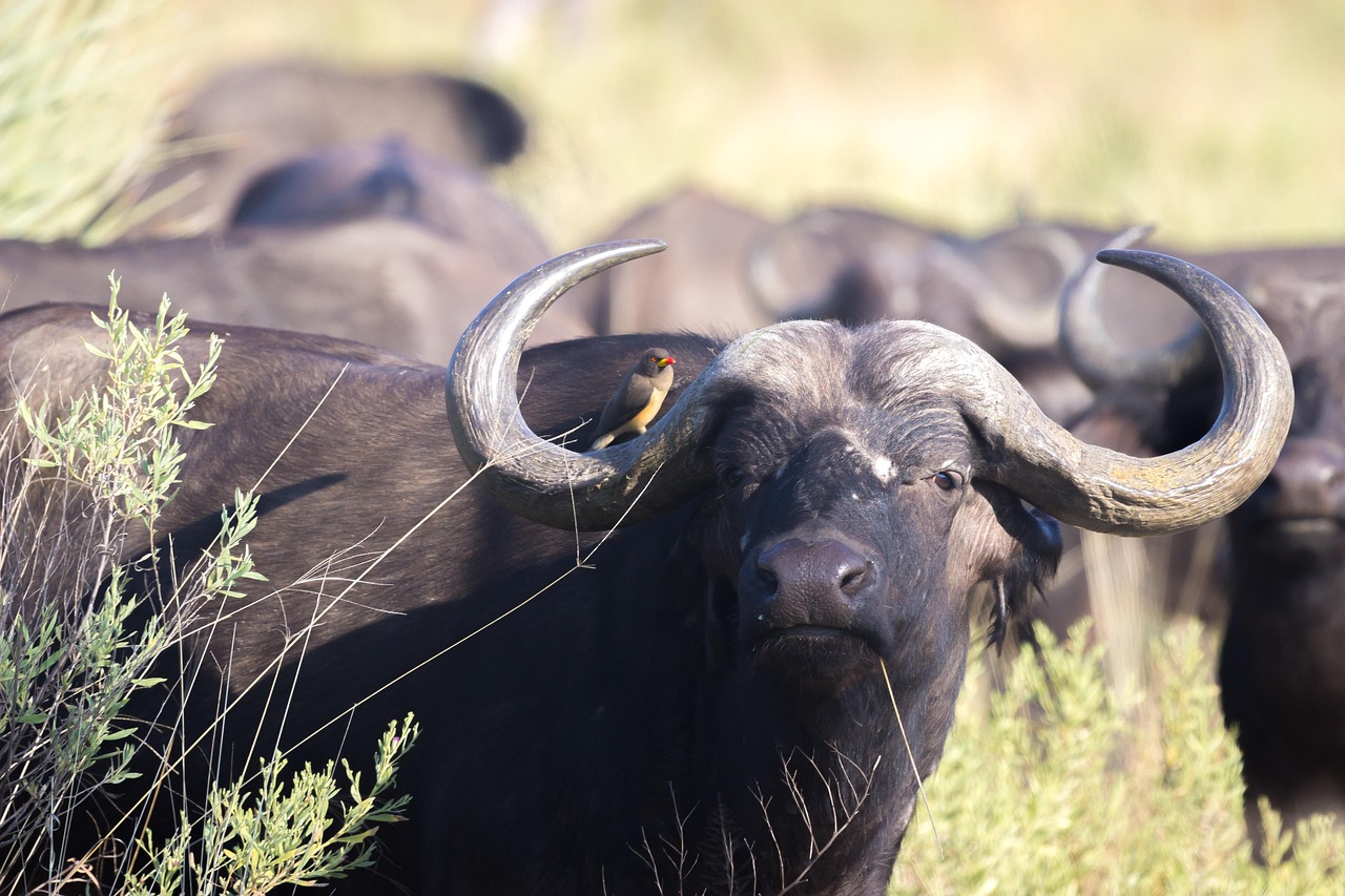 Action Overvecht – Utrecht